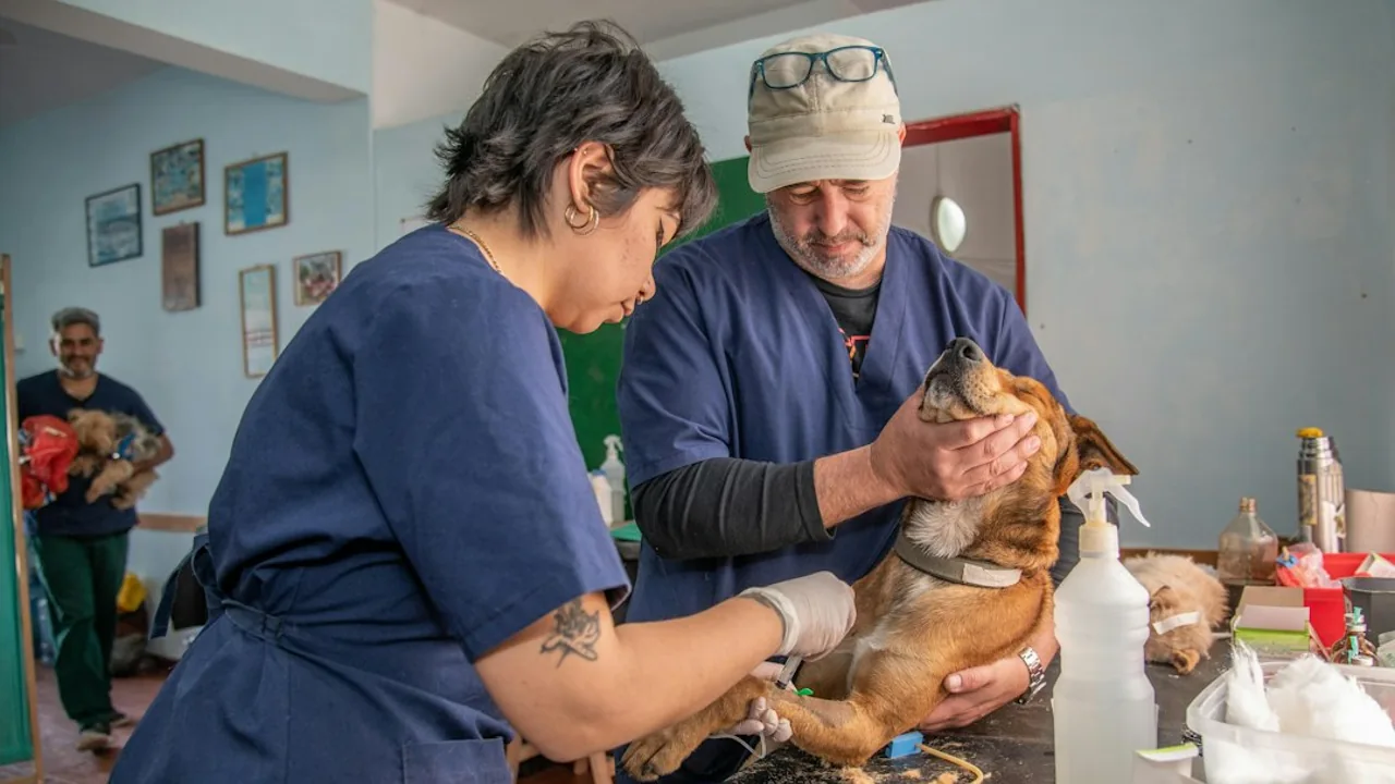 Fotografía ilustrativa de un perro