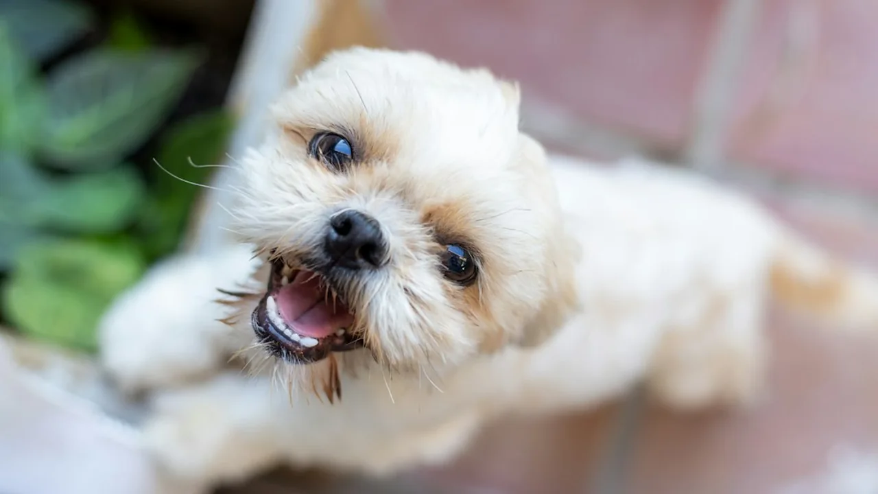 Fotografía ilustrativa de Shih Tzu