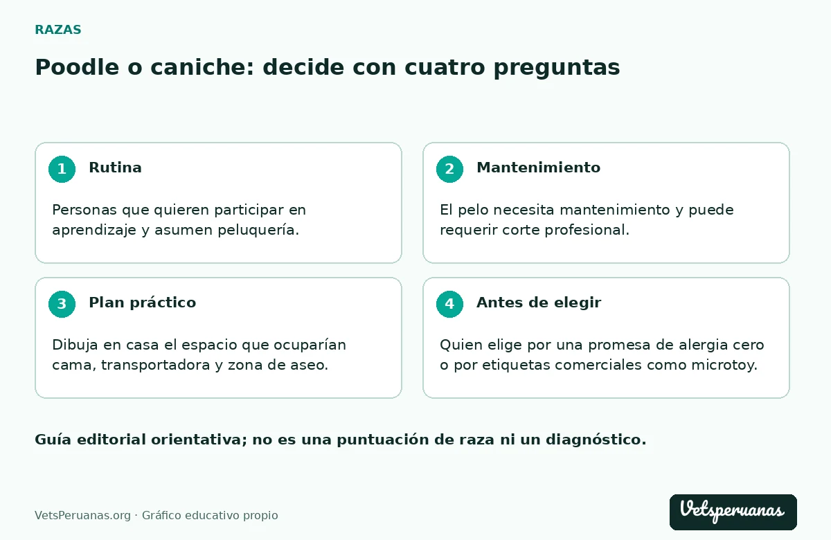 Poodle o caniche: decide con cuatro preguntas: Rutina — Personas que quieren participar en aprendizaje y asumen peluquería.. Mantenimiento — El pelo necesita mantenimiento y puede requerir corte profesional. Pregunta qué herramientas usar y cómo detectar nudos antes de que el pelo parezca una superficie compacta.. Plan práctico — Dibuja en casa el espacio que ocuparían cama, transportadora y zona de aseo. Luego prueba si puedes trasladar al adulto previsto con seguridad: es una decisión práctica, no una competencia por el tamaño menor.. Antes de elegir — Quien elige por una promesa de alergia cero o por etiquetas comerciales como microtoy.