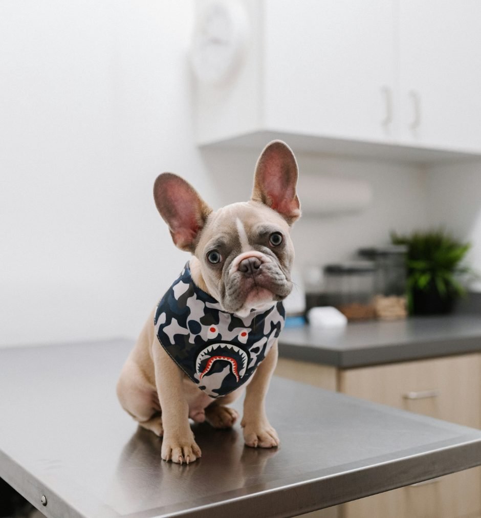 Cachorro sobre la mesa de revisión de una clínica veterinaria